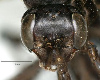 Media type: image;   Entomology 10012 Aspect: head frontal view